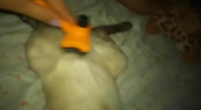 Escova tira pelos pet